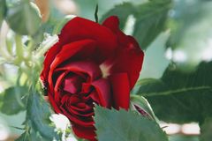 Rosa grandiflora 