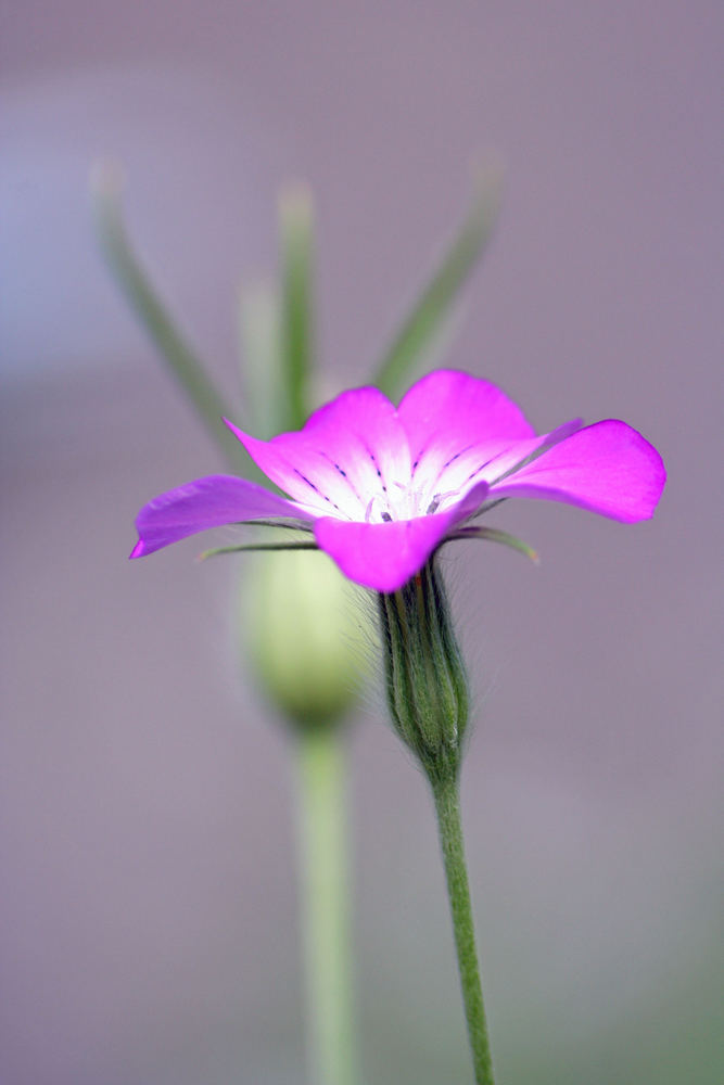 Rosa / Grün..