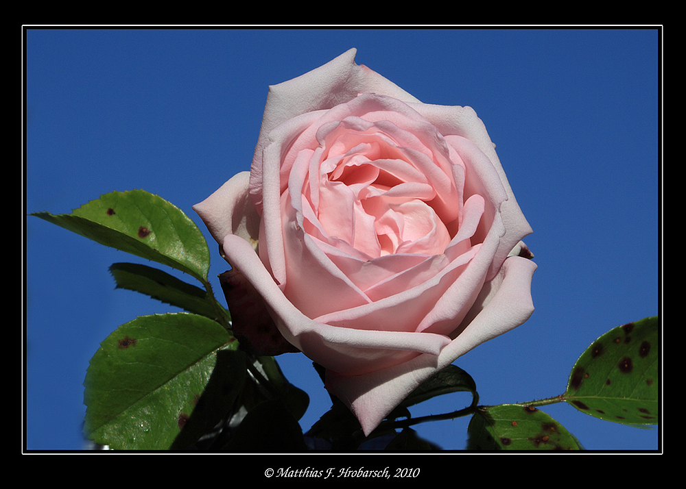 Rosa - Grün - Blau