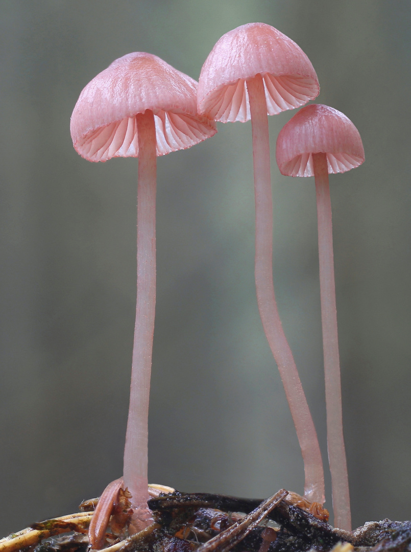 Rosa Helmling (Mycena rosella) 