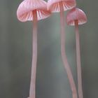 Rosa Helmling (Mycena rosella) 