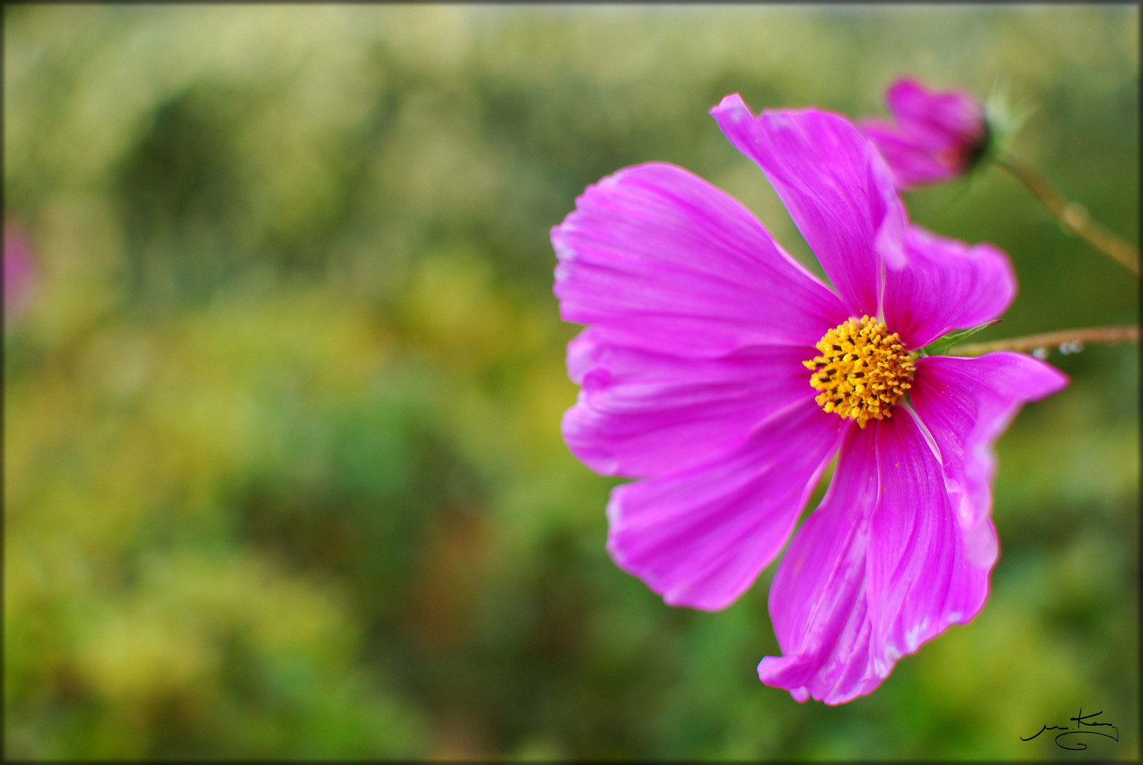 Rosa Herbstblümchen