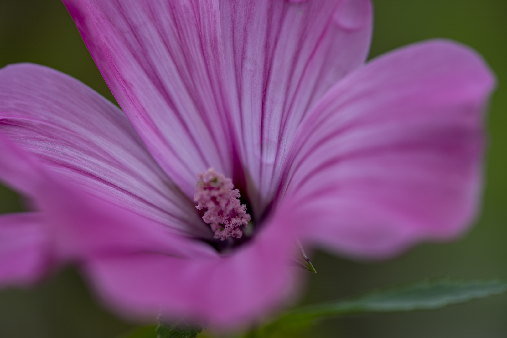 rosa Herbstblume