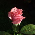 Rosa Hermosa