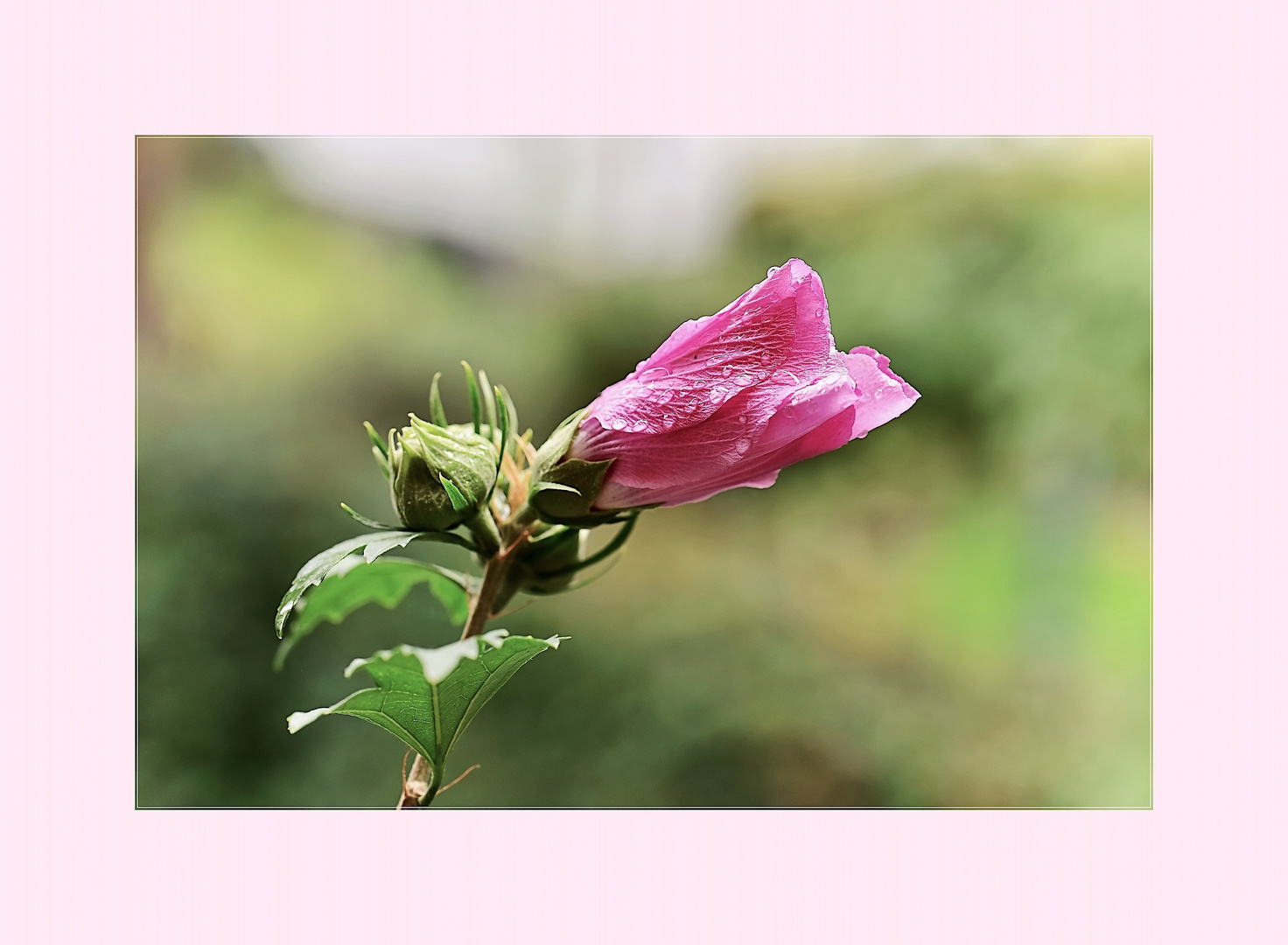 rosa Hibiskus 