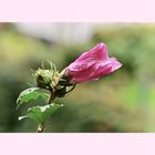 rosa Hibiskus 