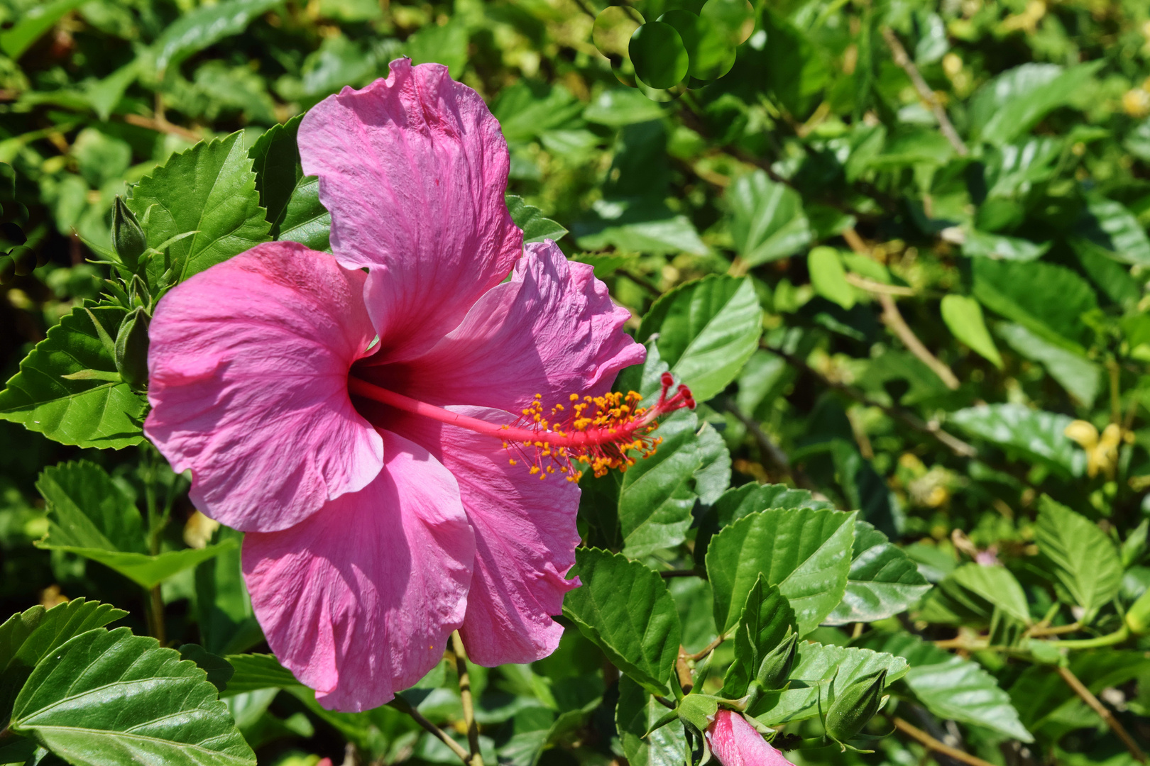 Rosa Hibiskus