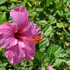 Rosa Hibiskus