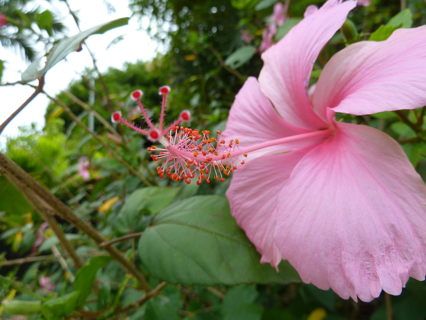 Rosa Hibiskus