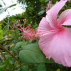 Rosa Hibiskus