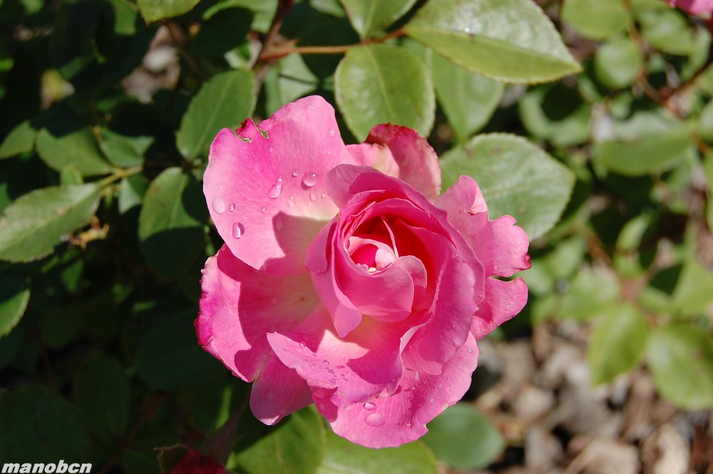 ROSA II