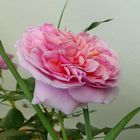 Rosa  im Garten  VI