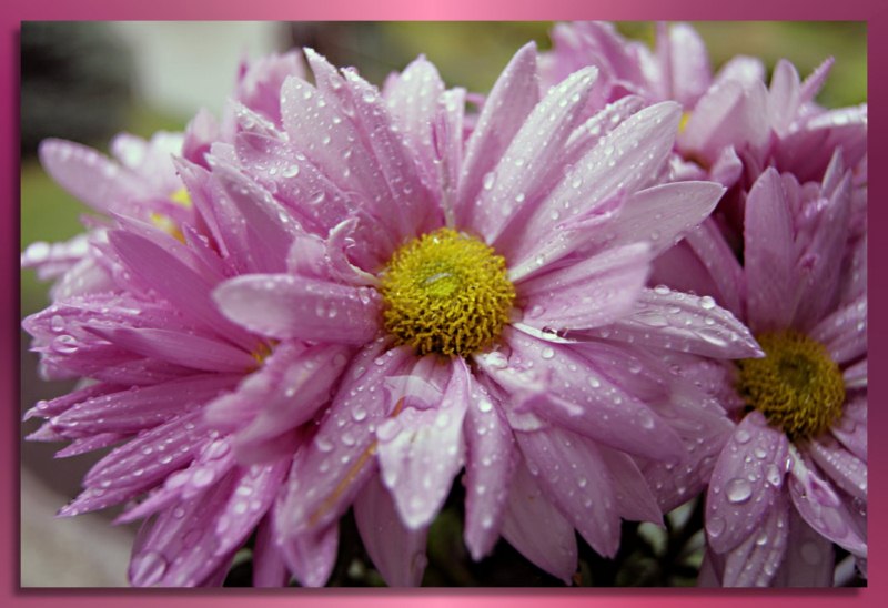 Rosa im Regen