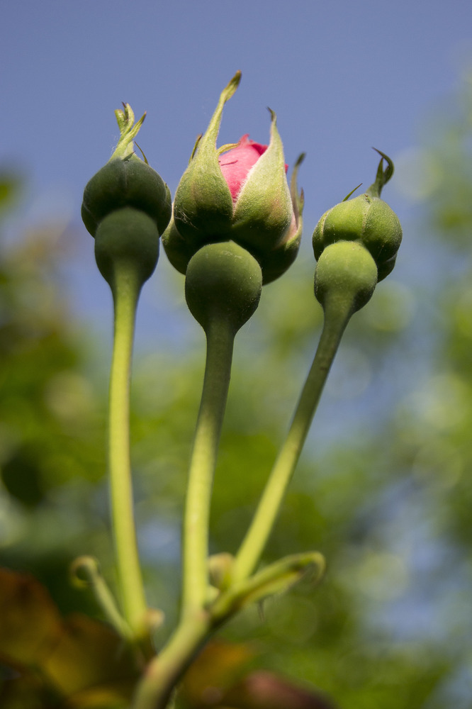 Rosa in attesa della fioritura