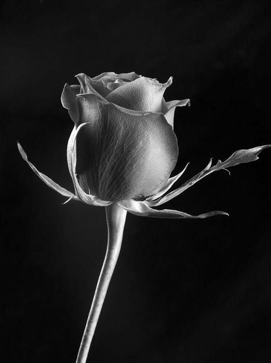 rosa in bianco e nero