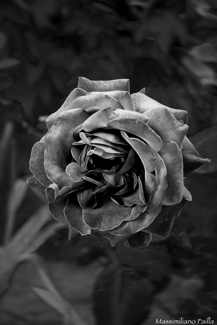 Rosa in bianco e nero