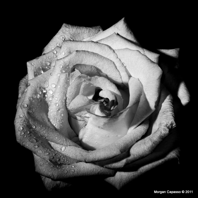 Rosa In Bianco E Nero Foto Immagini Macro E Close Up