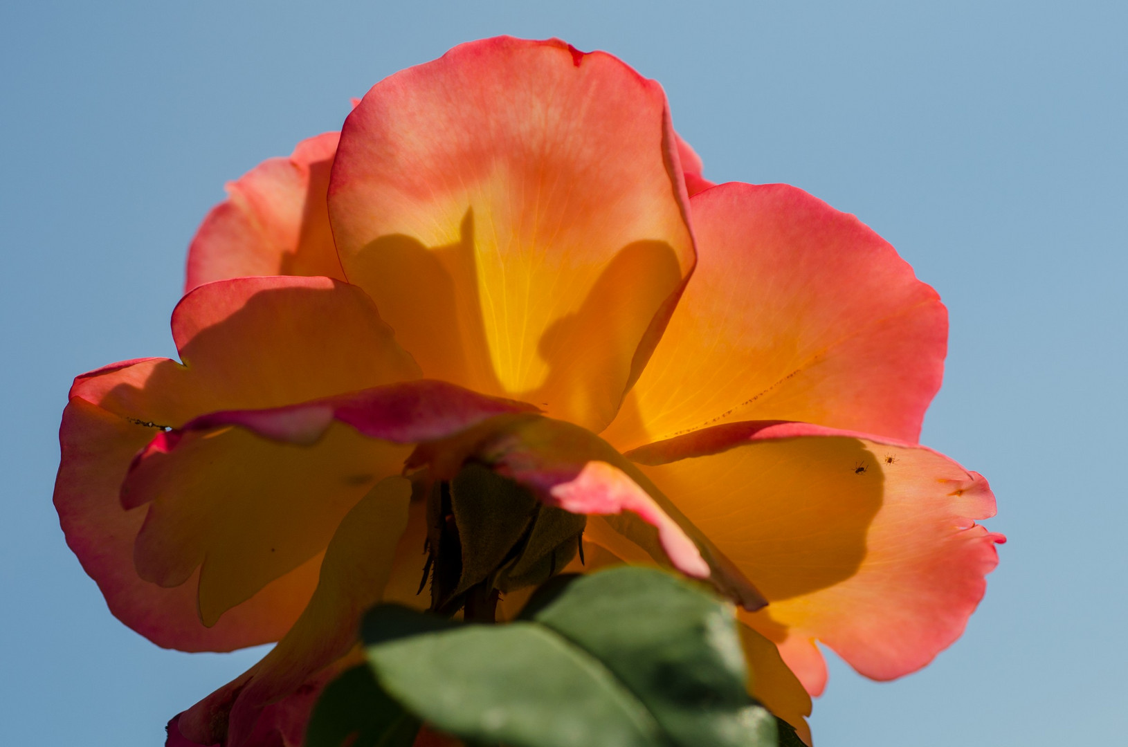 rosa in controluce