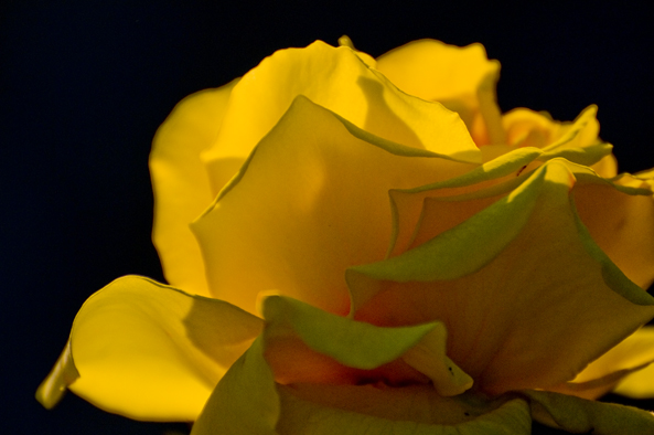 Rosa in giallo