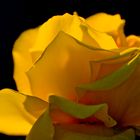 Rosa in giallo