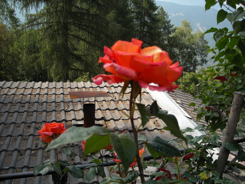 Rosa in novembre