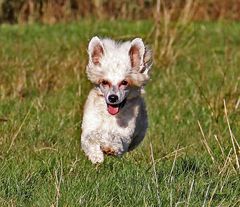 ROSA is running on he field