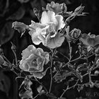 Rosa Jazz im Abendlicht