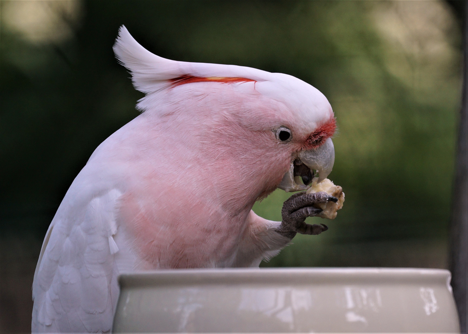 rosa Kakadu