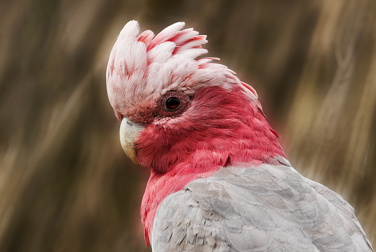 Rosa Kakadu Rosa Kakadu