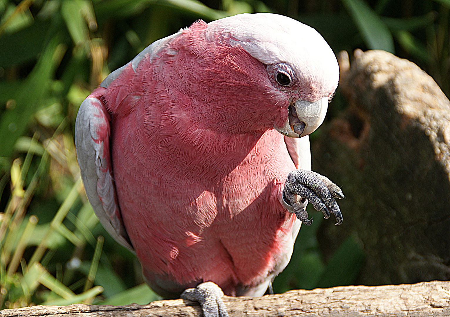 Rosa Kakadu