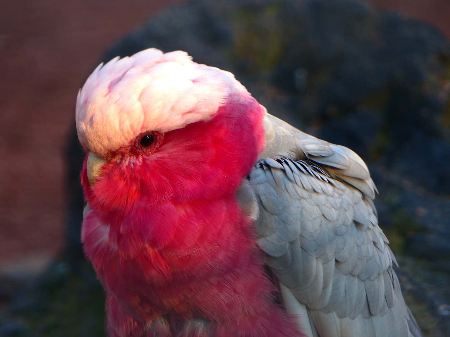 Rosa Kakadu Rosa Kakadu