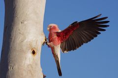 Rosa Kakadu