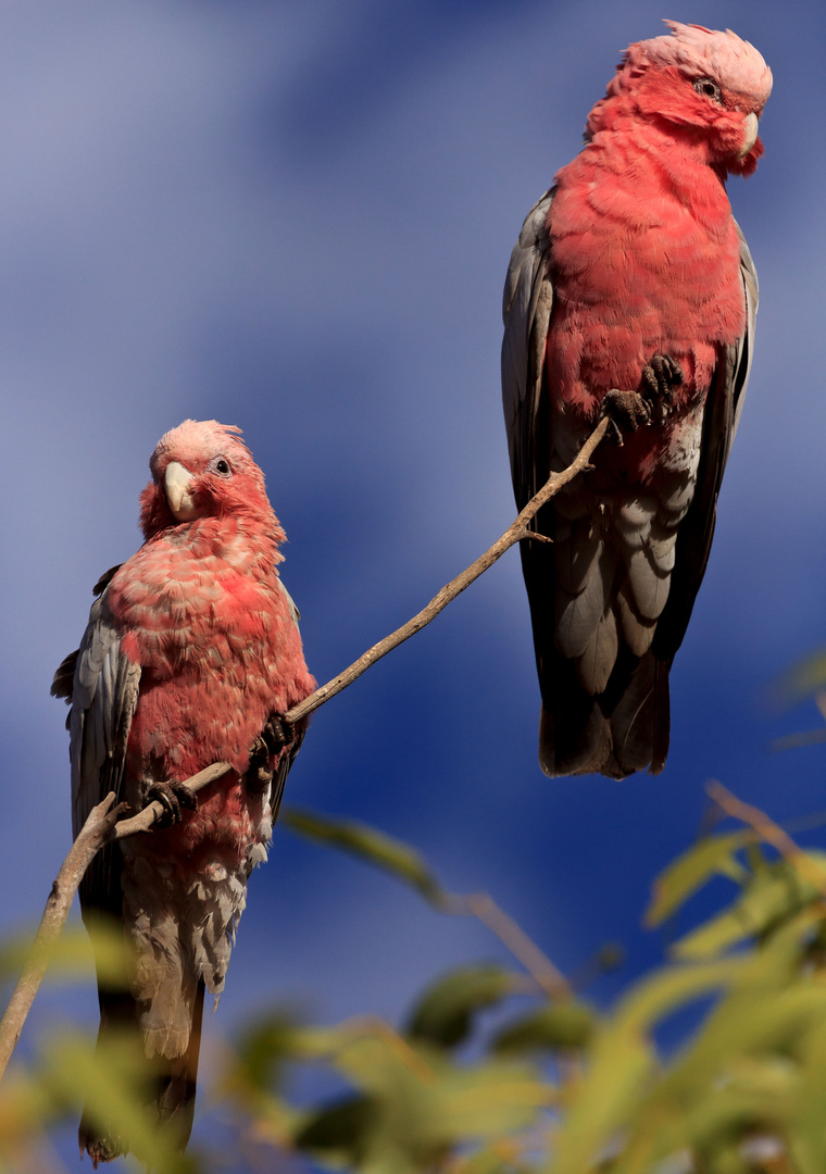 Rosa Kakadu