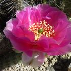 Rosa Kaktusblüte