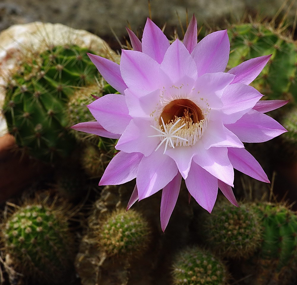 Kaktusblüte Kaktusblüte
