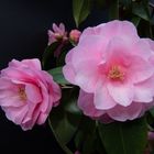 Rosa Kamelienblüte