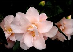 Rosa Kamelienblüten