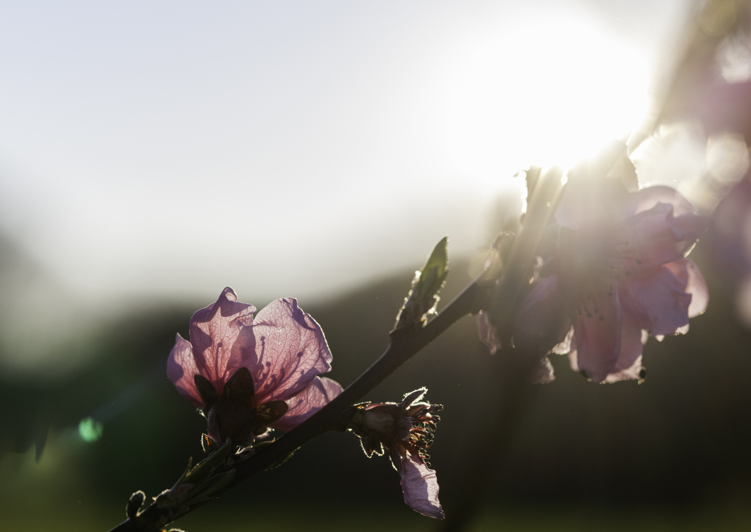 Rosa Kirschblüte