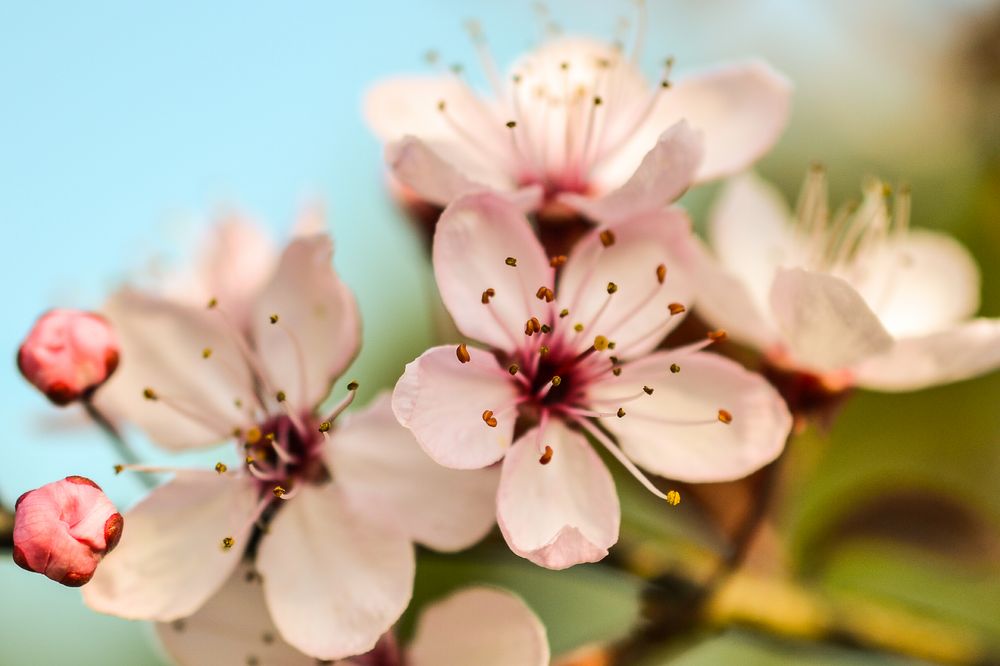 rosa Kirschblüten