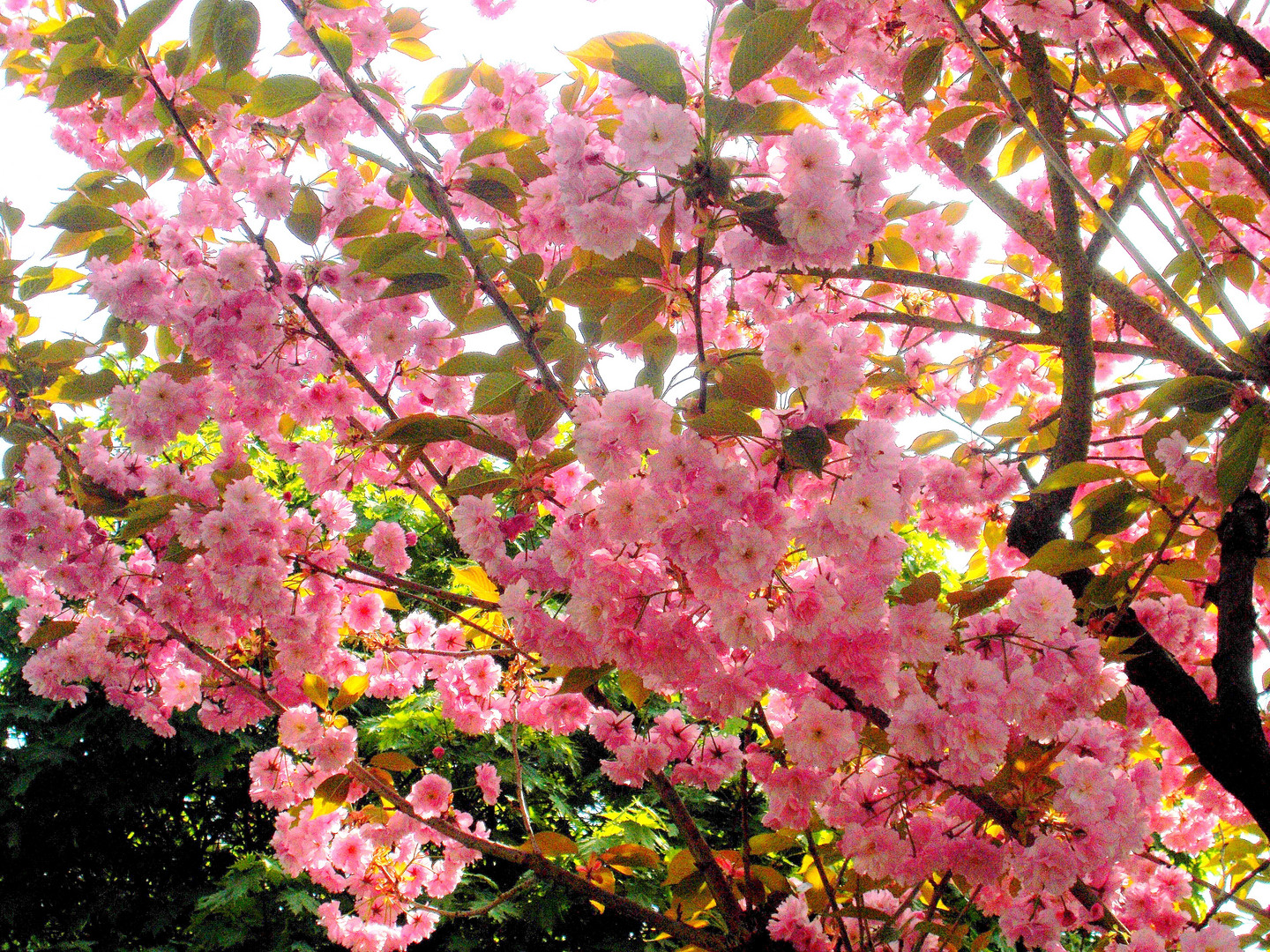 Rosa Kirschblüten in der Sonne.....