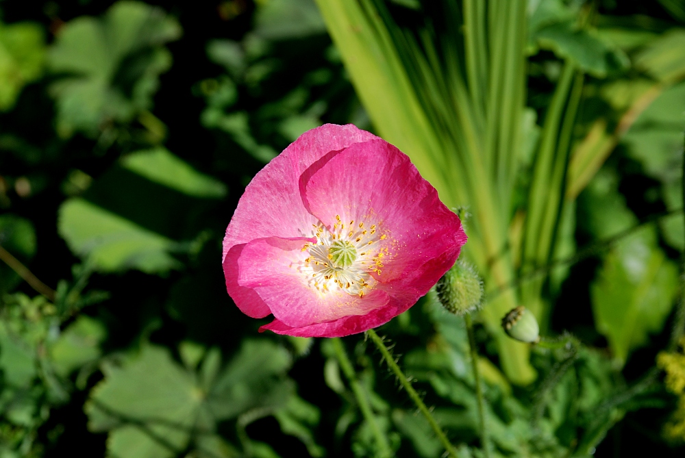 Rosa Klatschmohn in Winchester