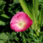 Rosa Klatschmohn in Winchester