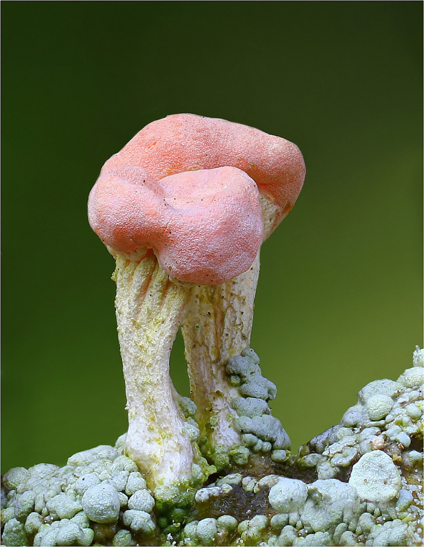 Rosa Köpfchenflechte (Dibaeis baeomyces) 2