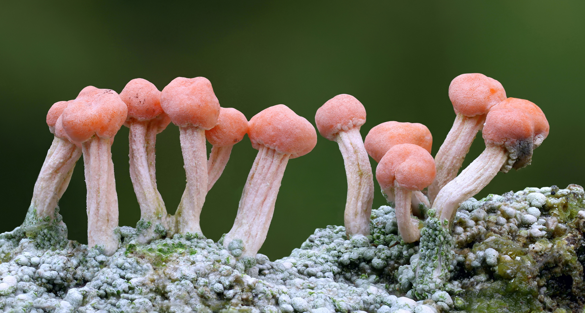 Rosa Köpfchenflechte (Dibaeis baeomyces)