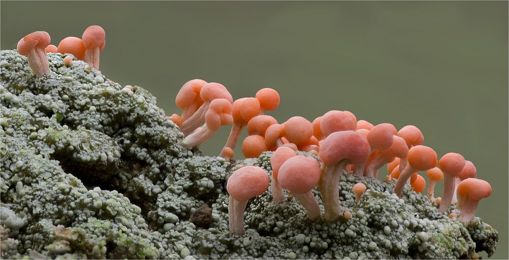 Rosa Köpfchenflechte (Dibaeis baeomyces)