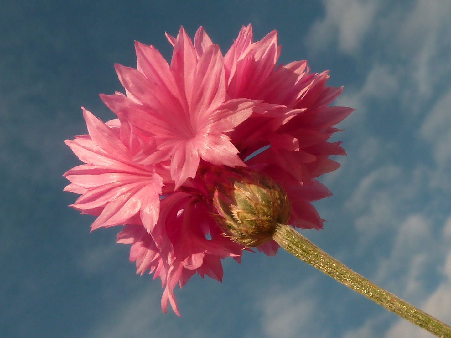 Rosa  Kornblume bei November Sonnenschein