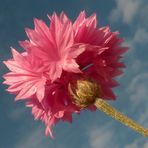 Rosa  Kornblume bei November Sonnenschein