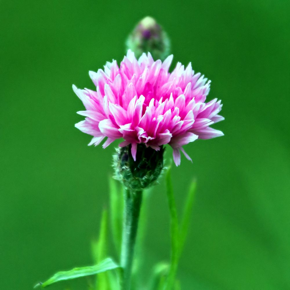 rosa Kornblume (Centaurea cyanus)