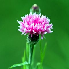 rosa Kornblume (Centaurea cyanus)