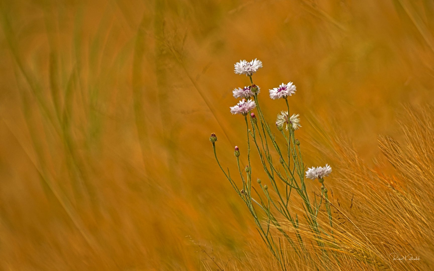 rosa Kornblumen